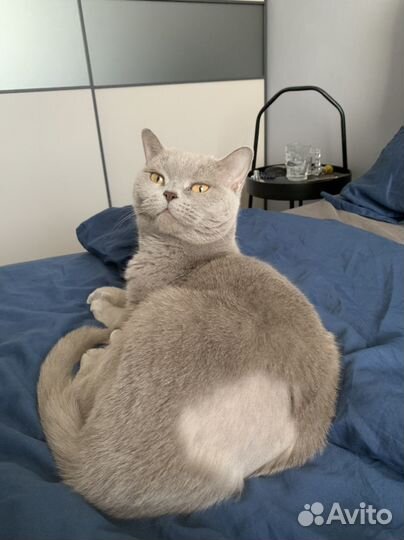 Британская кошка
