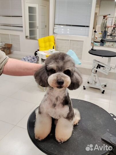 Карликовый пудель 32 см жених