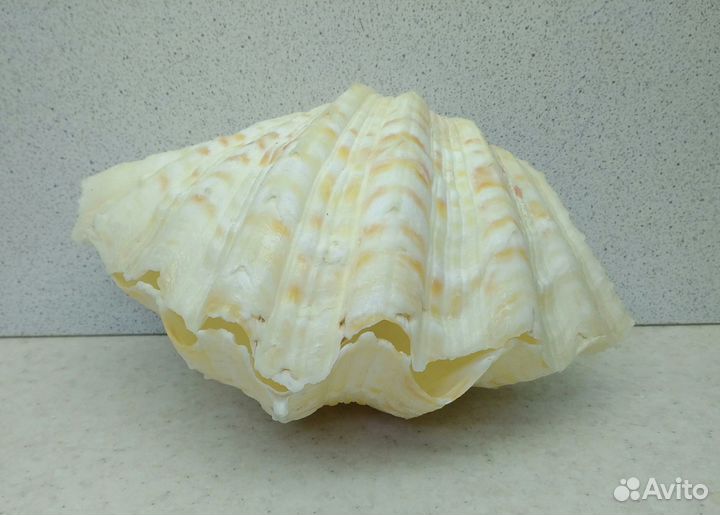 Чайна Клам 15*11,2 морская ракушка раковина