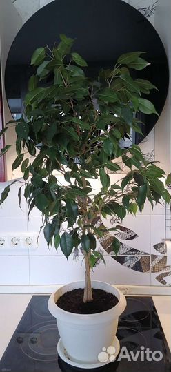 Фикусы/Драцена большие Twilait/Kinky/Danielle