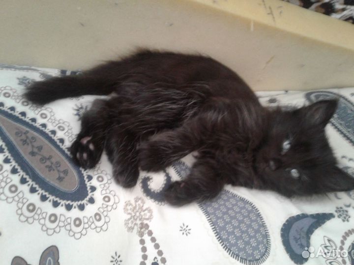 Котята в добрые руки бесплатно