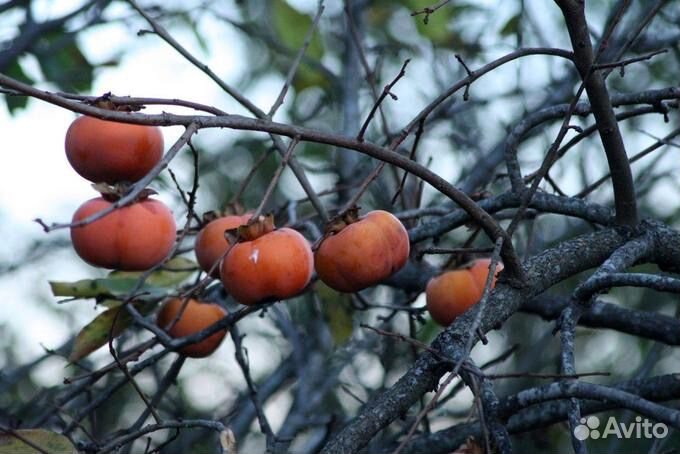 Саженцы, растения, плодовые, декоративные, озелене