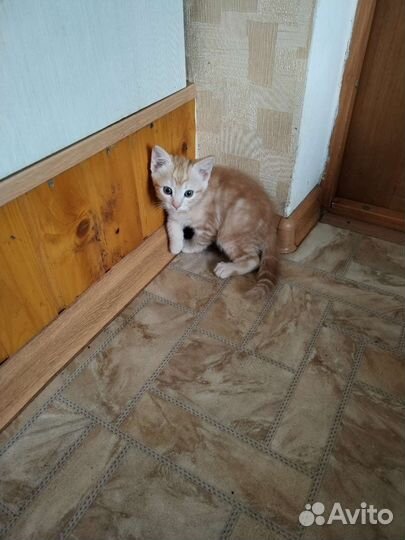 Котики бесплатно в добрые руки