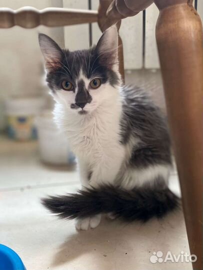 Котенок в добрые руки, красивый котёнок