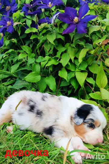 Австралийская овчарка