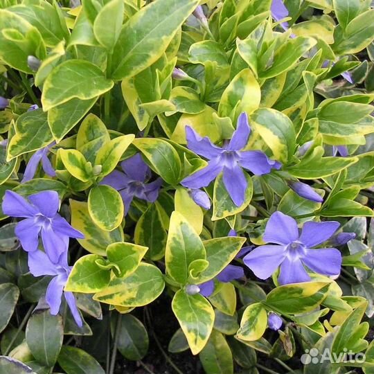 Многолетние растения для сада