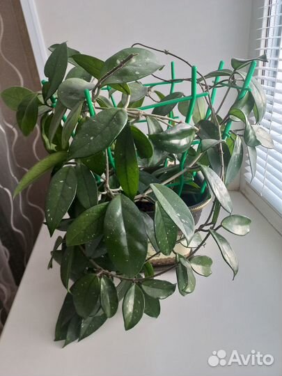 Комнатные растения цветущие