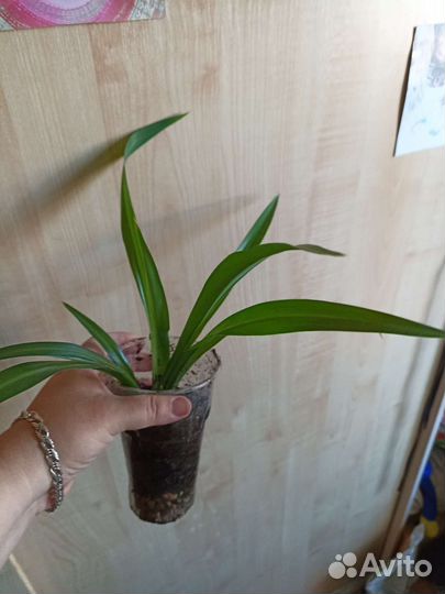 Декабрист, алоэ, хлорофитум, аглаонема