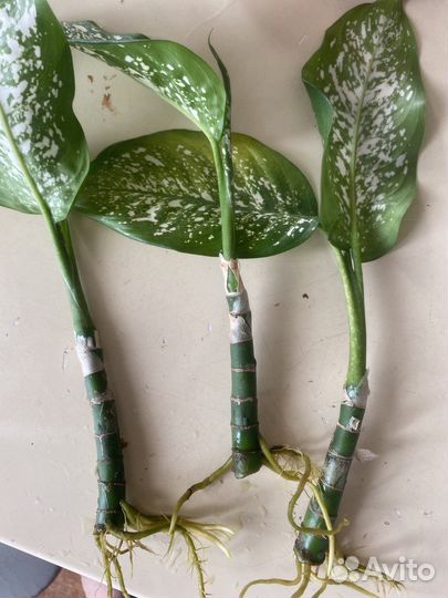 Диффенбахия