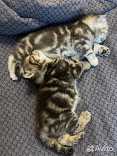 Шотландские котята