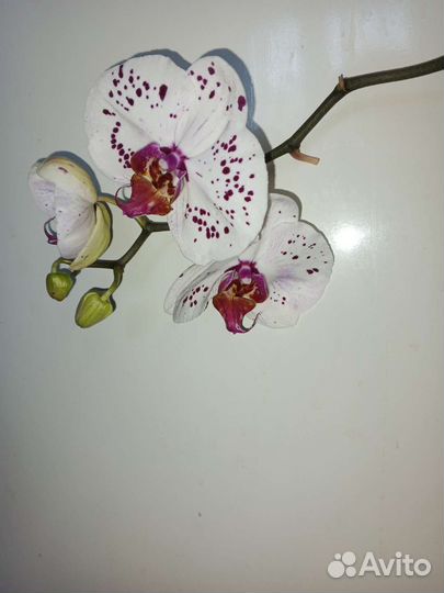 Сортовые Орхидеи фаленопсисы