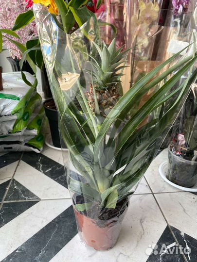 Комнатные растения цветы