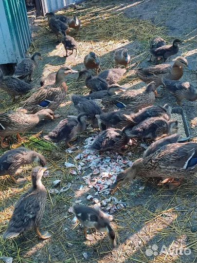 Утки подсадные для охоты