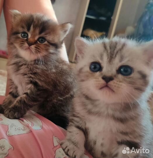 Кот ищет кошечку