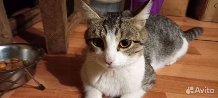 Кошка
