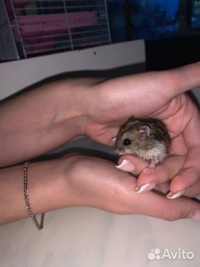 Джунгарский хомяк