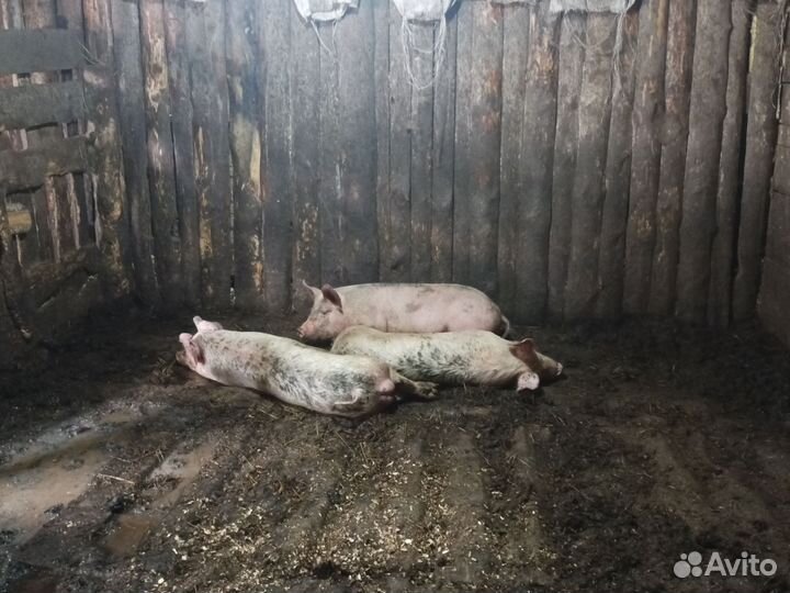 Поросят 4,5месяца