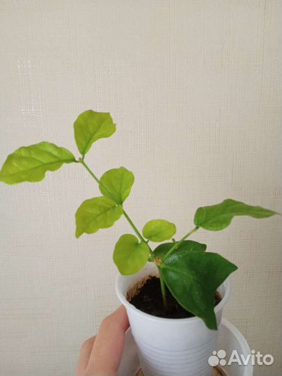 Жасмин самбак