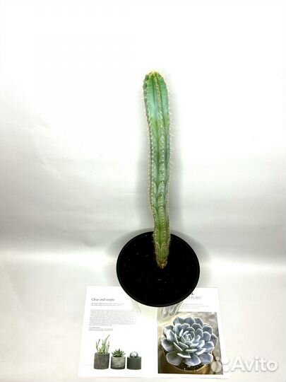 Кактус 57см