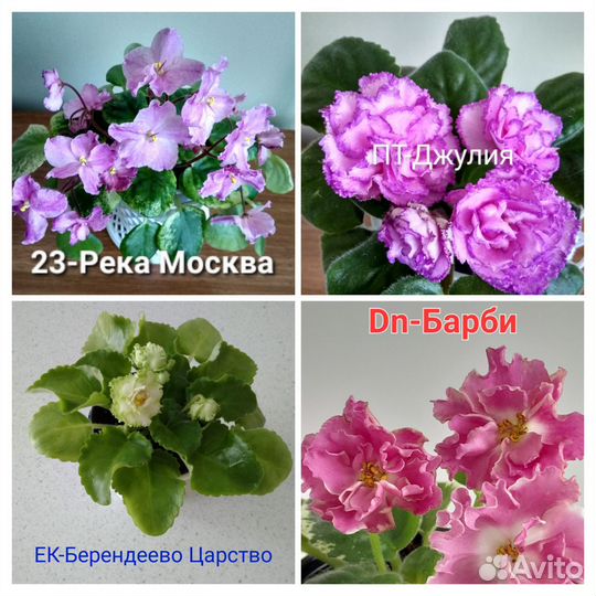 Фиалки детки