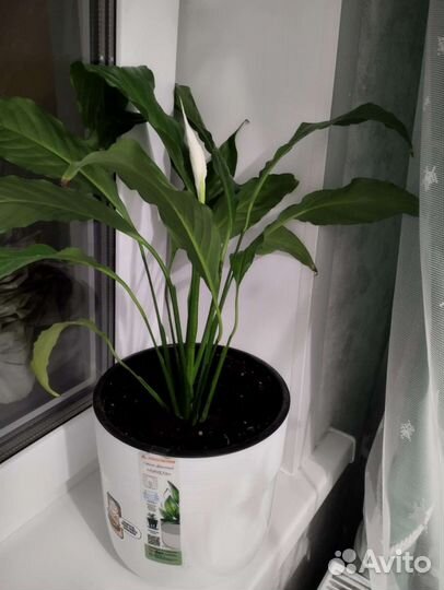 Спатифиллум цветут 2 штуки