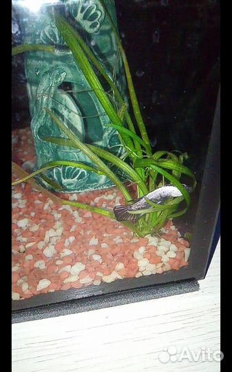 Рыбка-петушок самка