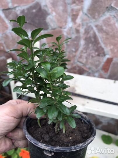 Саженцы самшита