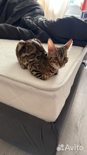 Бенгальская кошка