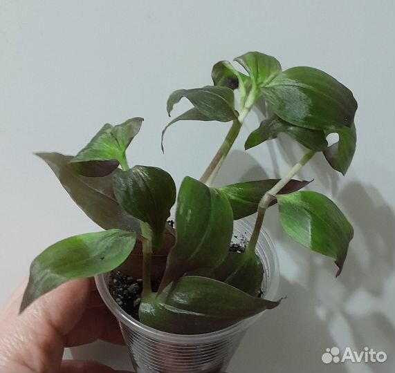 Традесканции сортовые