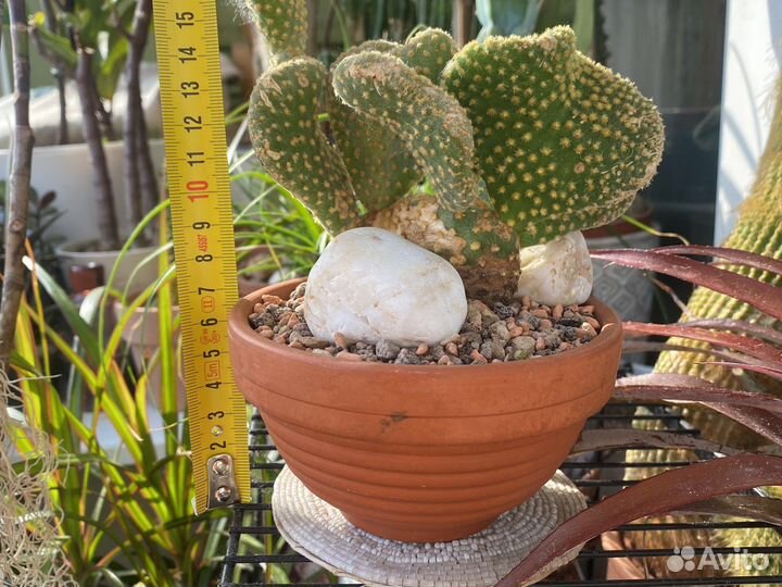 Кактусы и суккуленты