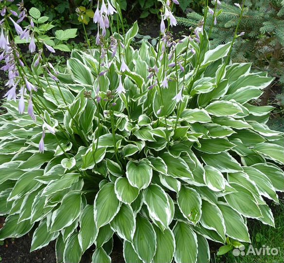 Хосты в контейнерах 2 л