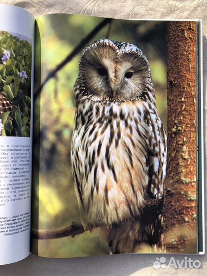 Мир животных Белфакс