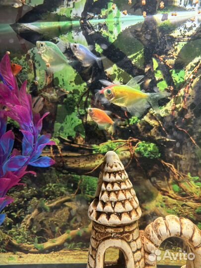 Аквариум с рыбками и фильтром