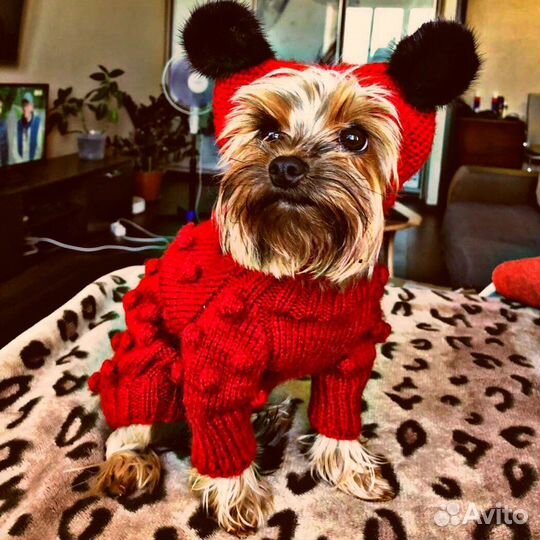 Вязаная одежда для собак и кошек