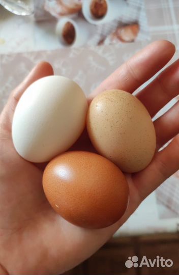 Куры несушки продам