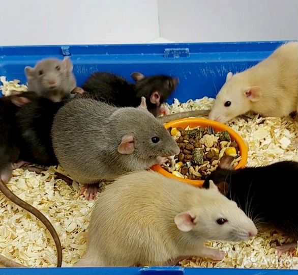 Крыса Дамбо