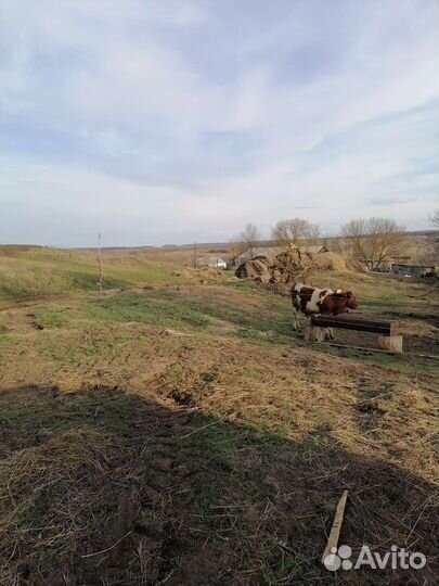 Крс на мясо или на откорм