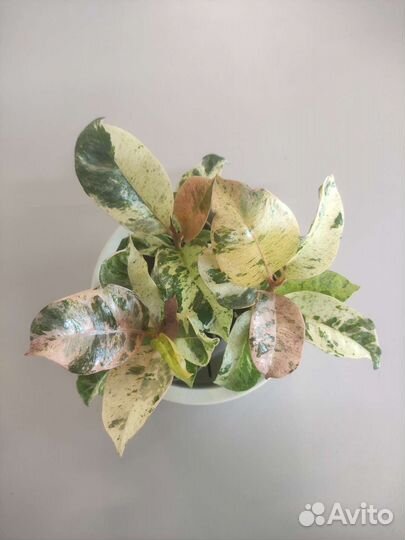 Фикус Шривериана