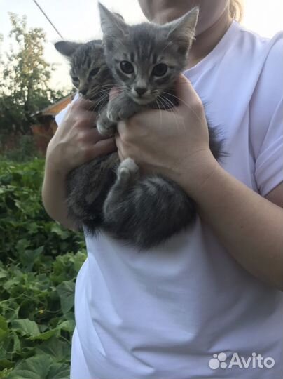 Котята в добрые руки