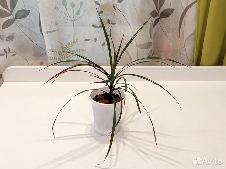 Драцена (Драконово дерево)