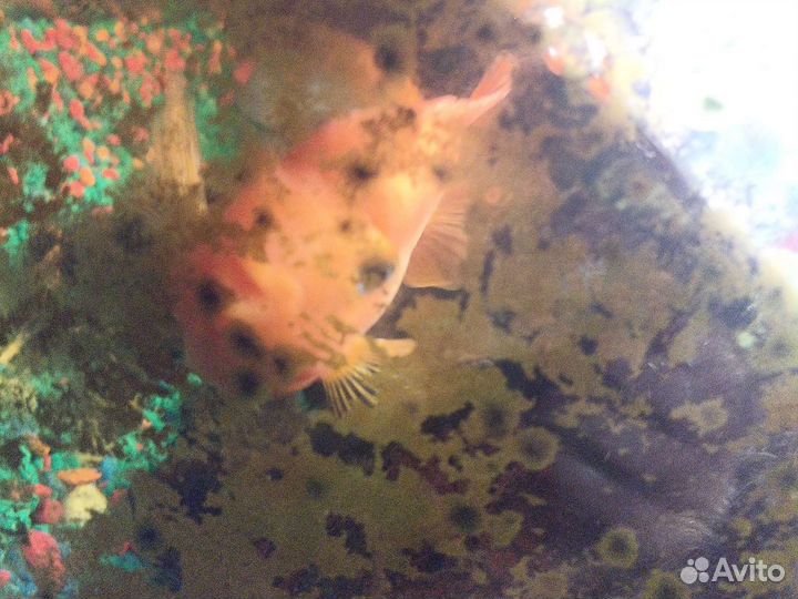 Услуги рыбок