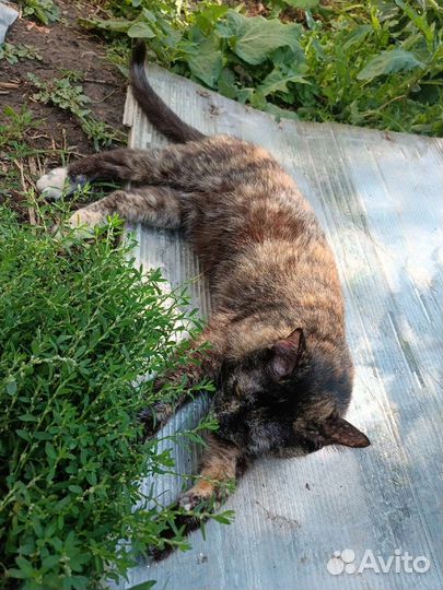 Трехшерстная кошечка, счастье в