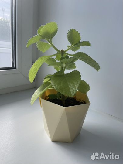 Декоративная мята