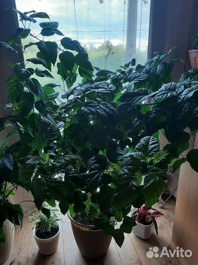 Гибискус китайская роза