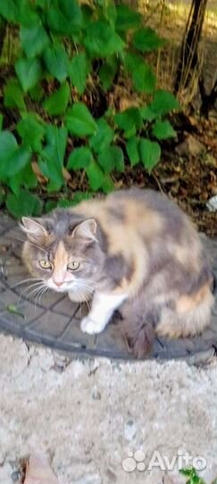 Киса Настюшка (крайбольница) - ласковая,обаятельна