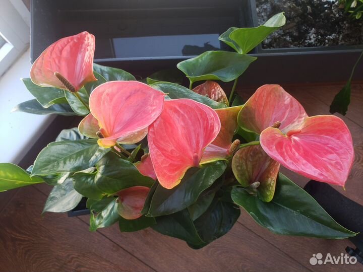 Кашпо подвесное Lechuza