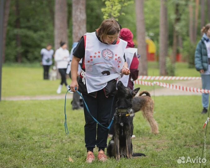 Дрессировка собак / Кинологический центр