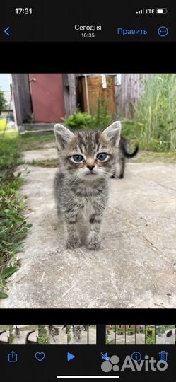 Котята бесплатно