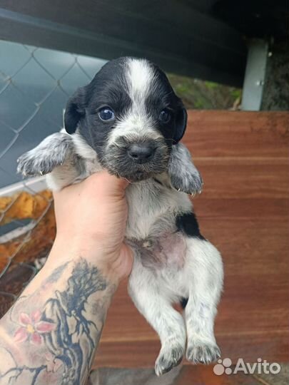 Щенки Английского кокер спаниеля