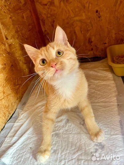 Марсель ищет дом